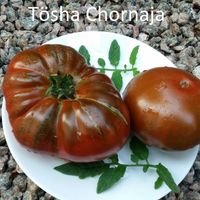 Tösha chornaja (Svärmor svart)